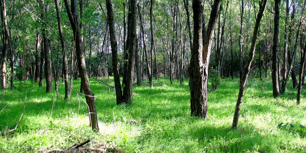 iscorama 36 trees forest