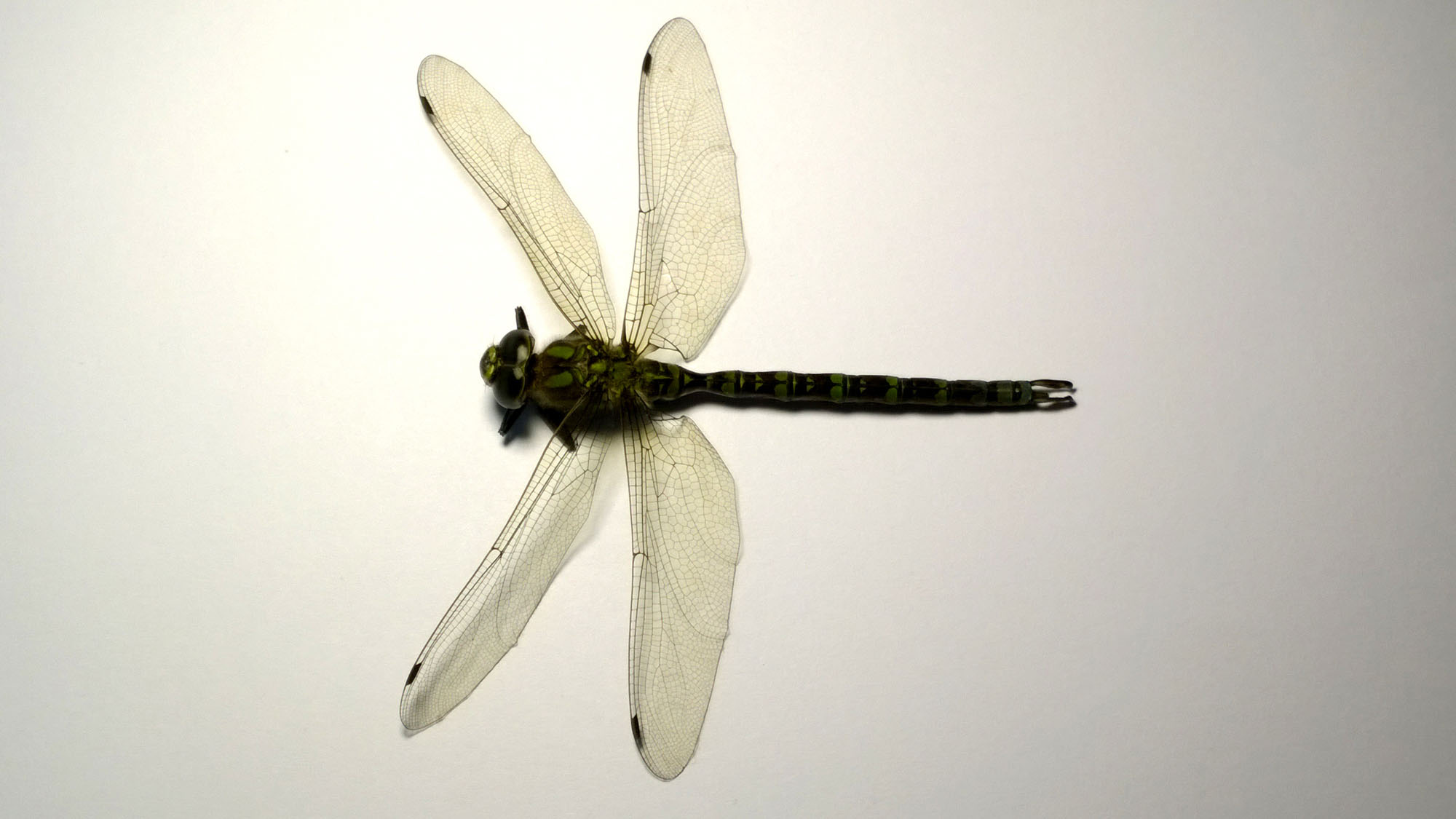 dragonfly top view