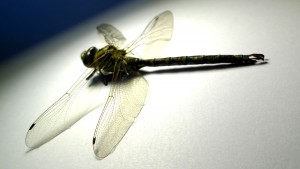 Dragonfly 02