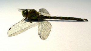 Dragonfly 05