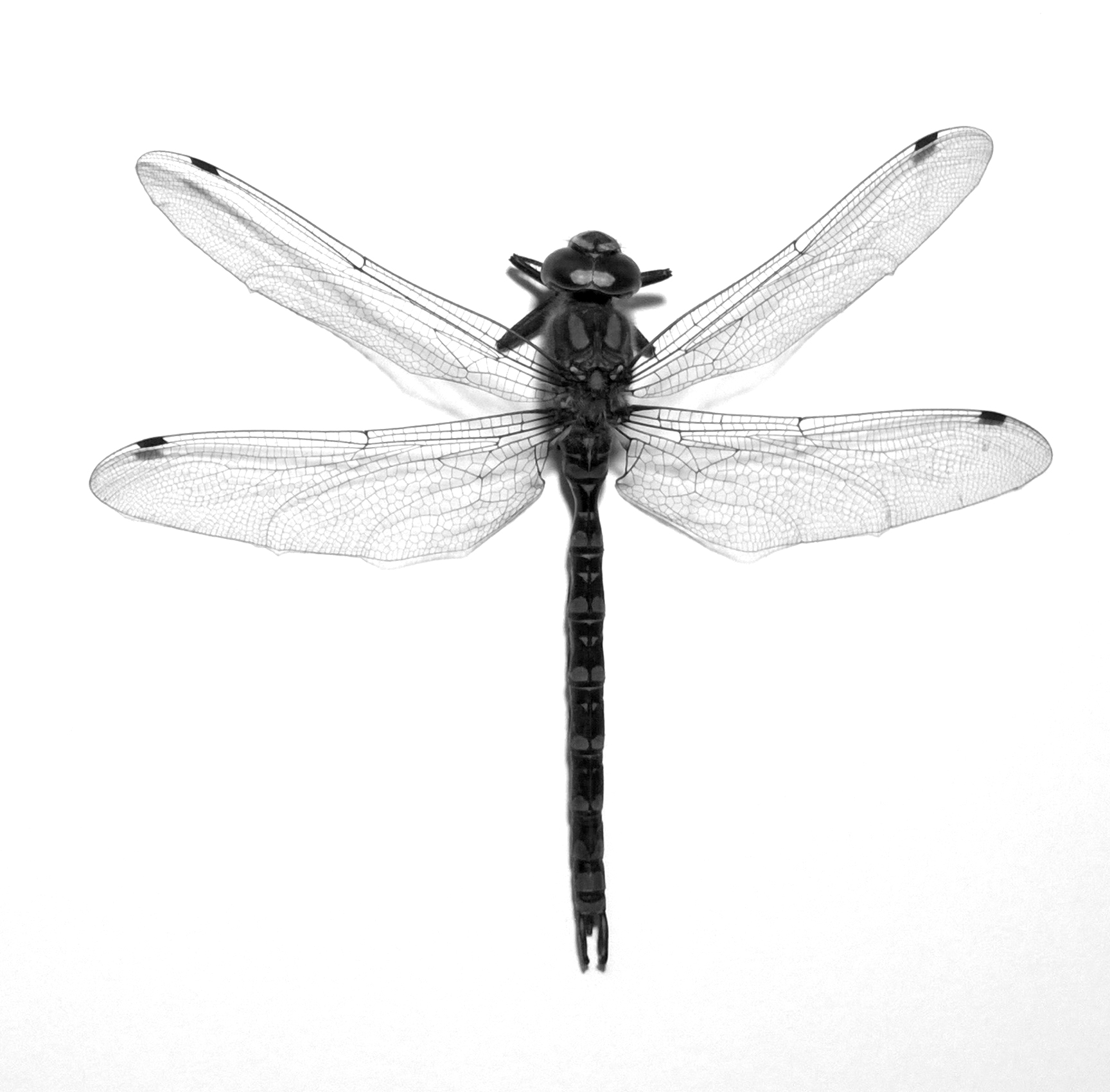 dragonfly Libelle